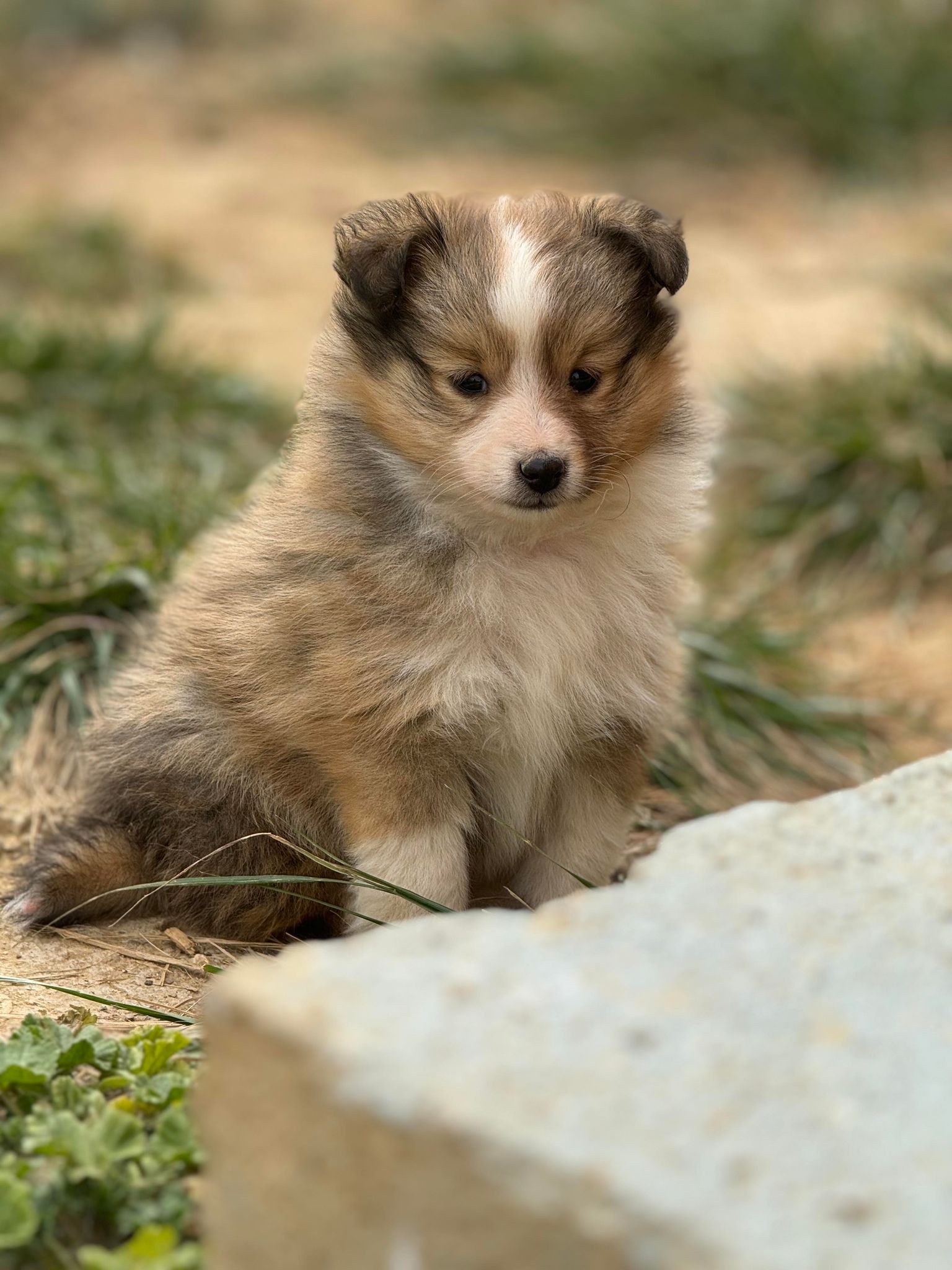 Le Berger Des Shetland Magnifique Chiot